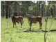“BOYCES” Glendarra Road, Dingo QLD 4702