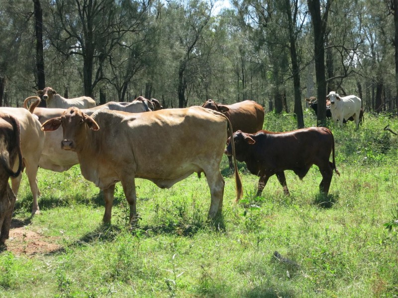 “HEMPSEEDS” Glendarra Road, Dingo QLD 4702