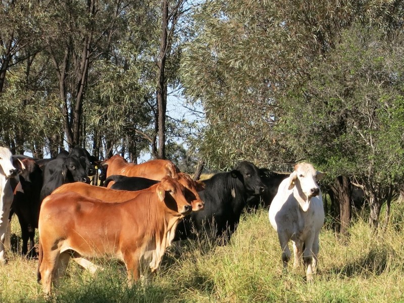 306 Riders Road, Baralaba QLD 4702