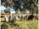 306 Riders Road, Baralaba QLD 4702