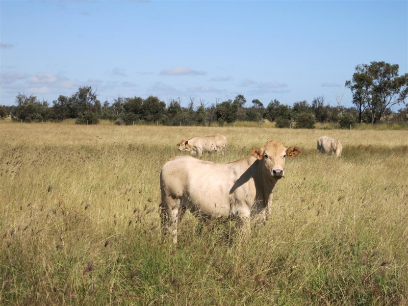 306 Riders Road, Baralaba QLD 4702