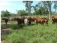 0 Marble Ridges Road, Morinish QLD 4702