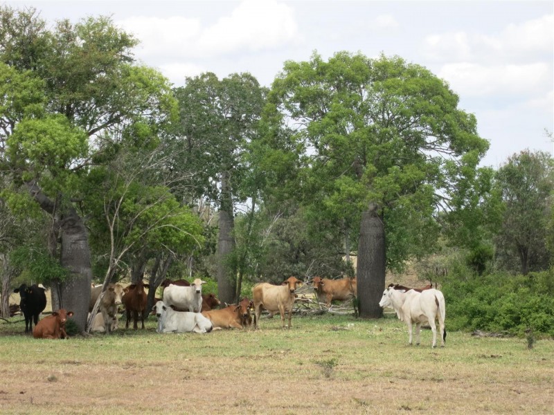 2176 “Riverview” Duaringa-Biloela Road, Gainsford QLD 4702