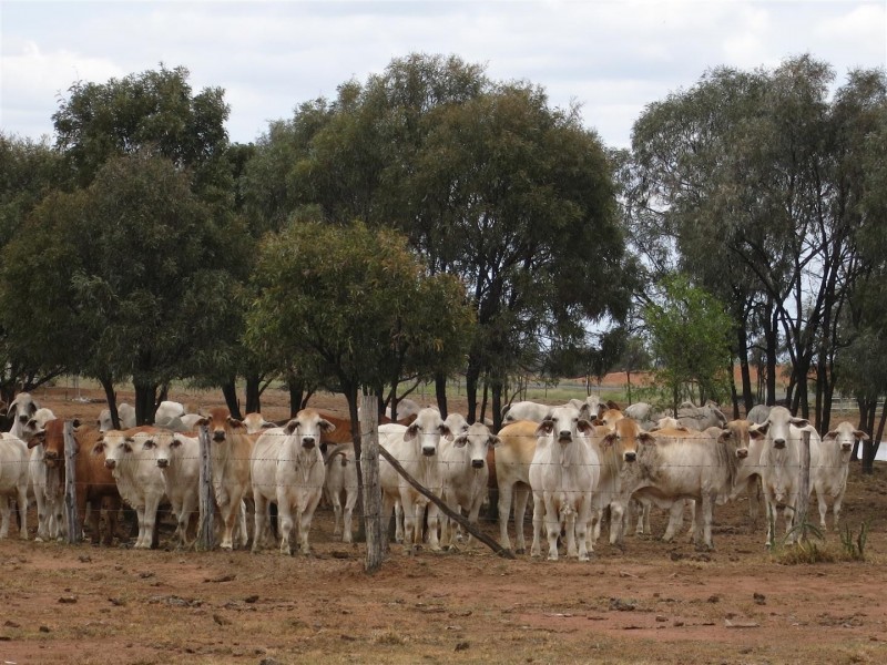 2176 “Riverview” Duaringa-Biloela Road, Gainsford QLD 4702