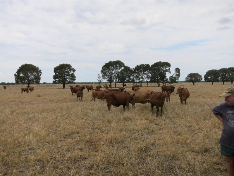 2176 “Riverview” Duaringa-Biloela Road, Gainsford QLD 4702