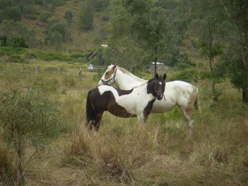 17 Randwick Lane, Boulder Creek QLD 4714