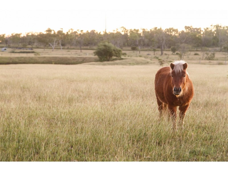 49 O’Brien Rd, Alton Downs QLD 4702