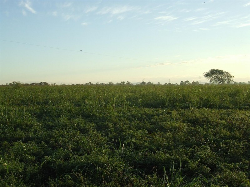 Lot 12 Nine Mile Road, Alton Downs QLD 4702