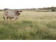 49 O’Brien Rd, Alton Downs QLD 4702