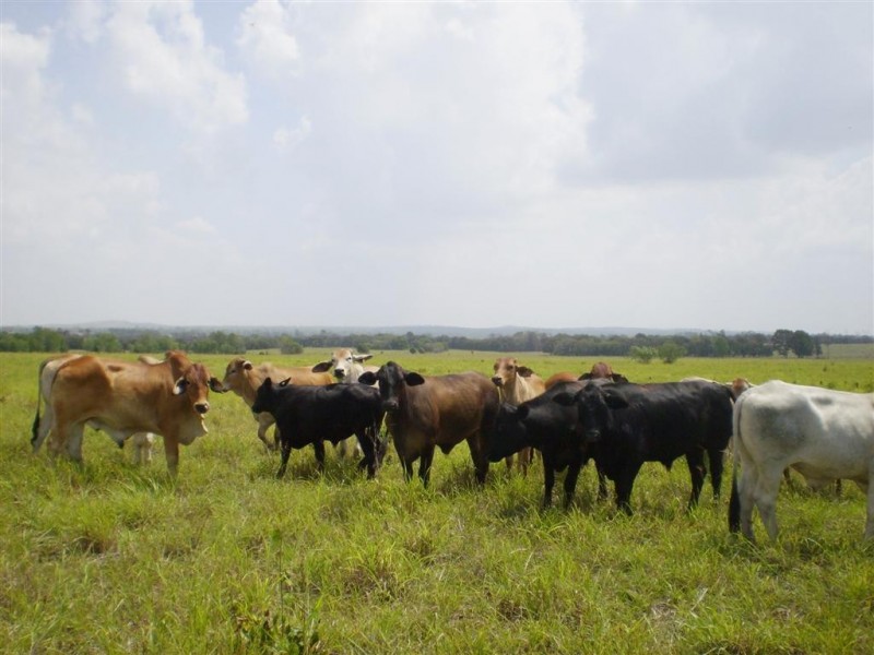 260 Shannon Road, Dalma QLD 4702