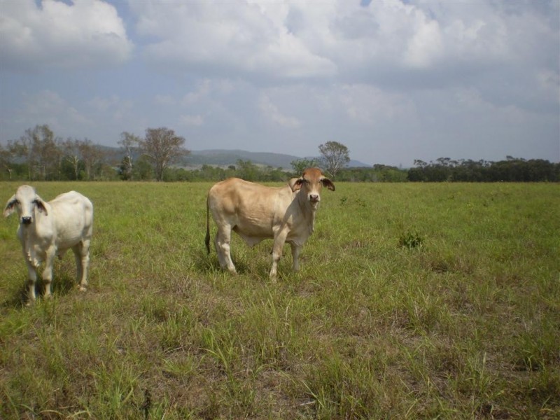 260 Shannon Road, Dalma QLD 4702