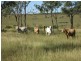 186 Wattlebank Road, Canoona QLD 4702