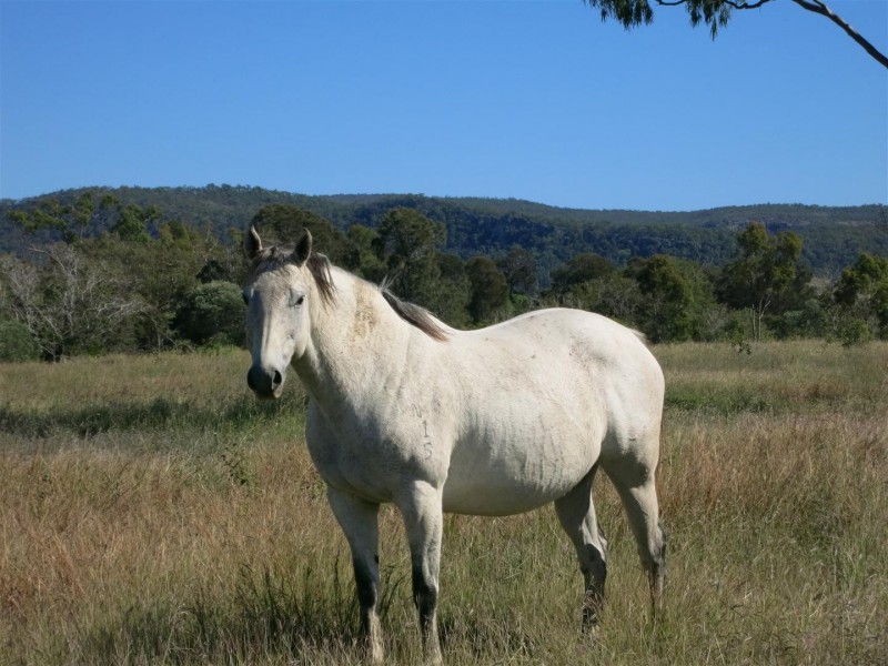 230 Shannen Road, Dalma QLD 4702