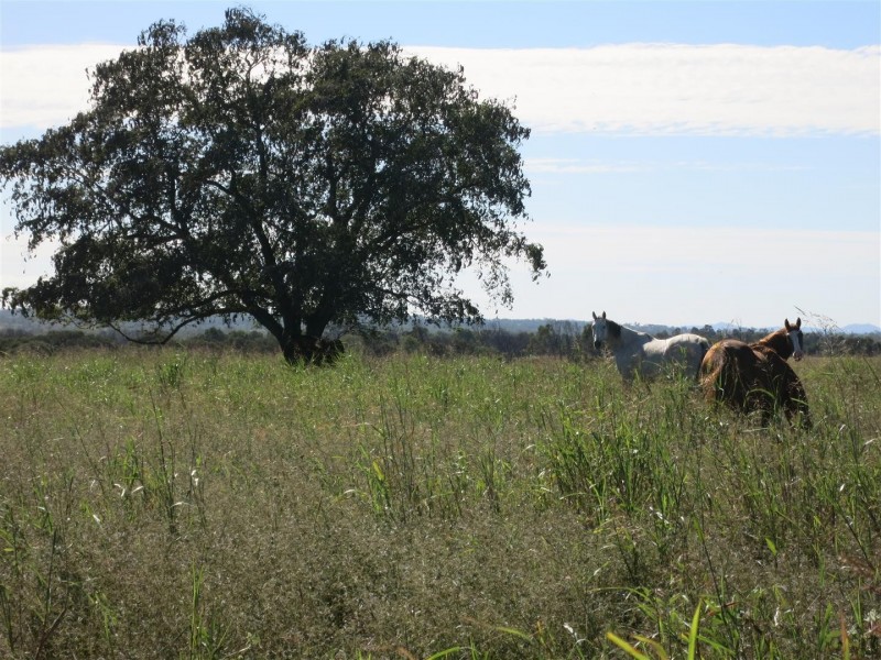 230 Shannen Road, Dalma QLD 4702