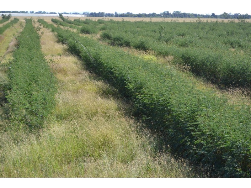 881 South Yaamba Road, South Yaamba QLD 4702