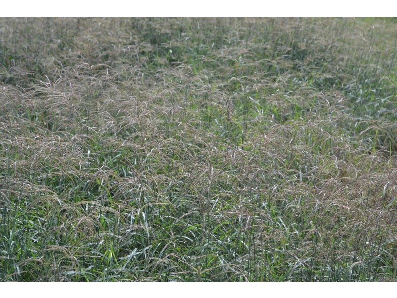 881 South Yaamba Road, South Yaamba QLD 4702