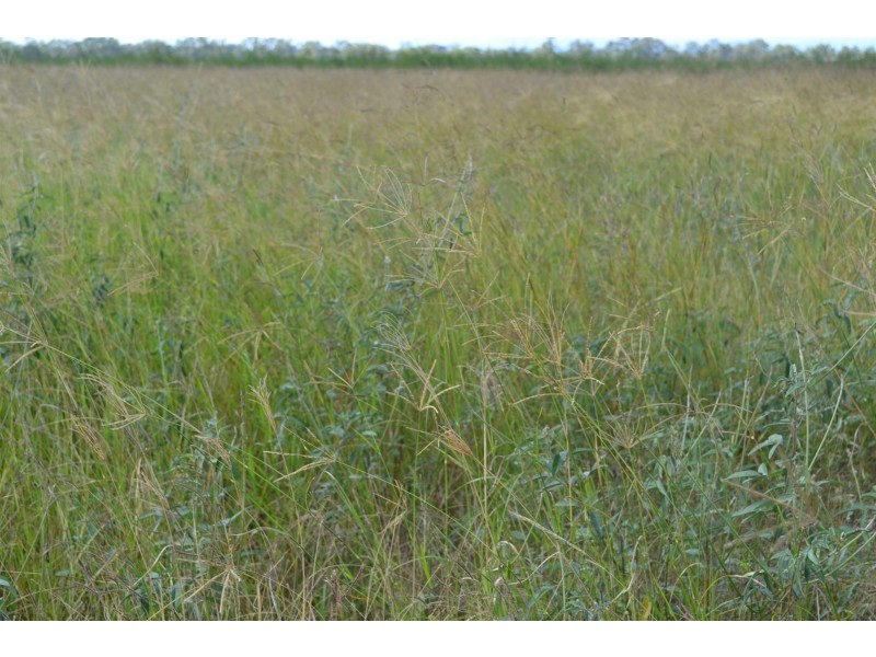 881 South Yaamba Road, South Yaamba QLD 4702