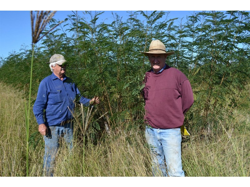 881 South Yaamba Road, South Yaamba QLD 4702