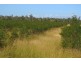881 South Yaamba Road, South Yaamba QLD 4702
