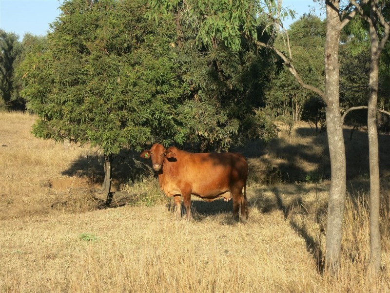 252 “New Hillgrove” Salmon Road, Garnant QLD 4702
