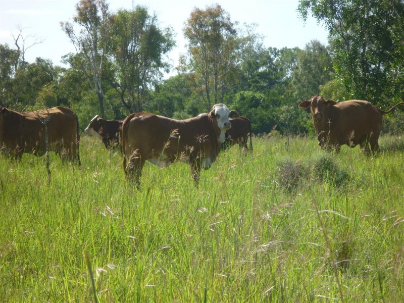 3100 Stanwell Waroula Road, Alton Downs QLD 4702