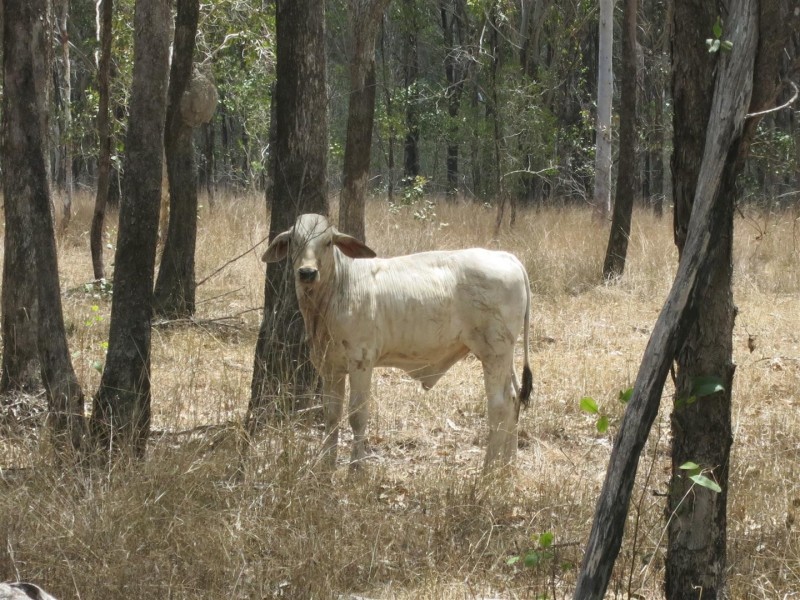 0 “Werribee Creek” Valley Road, Canal Creek QLD 4702