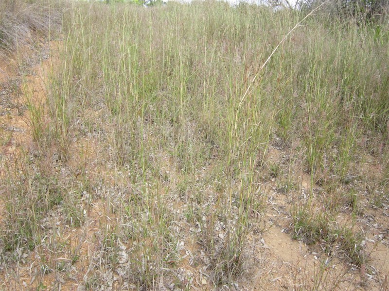 134 Burnett Highway, Mount Morgan QLD 4714