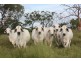 72253 Bruce Highway, Marlborough QLD 4705
