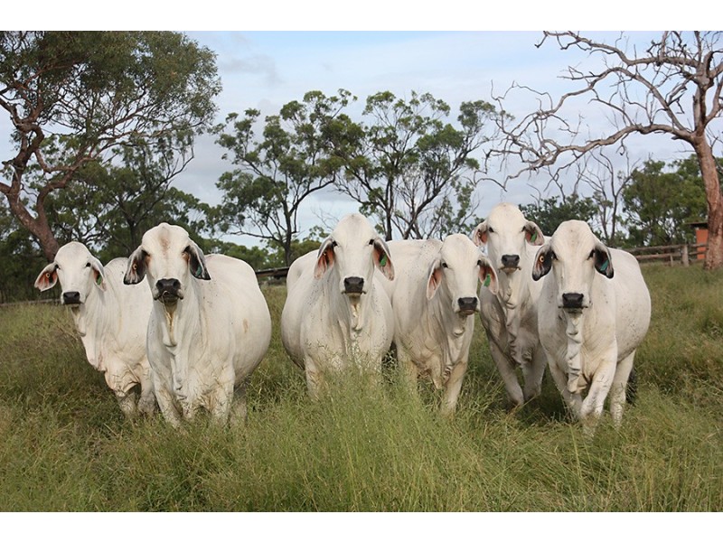 72253 Bruce Highway, Marlborough QLD 4705