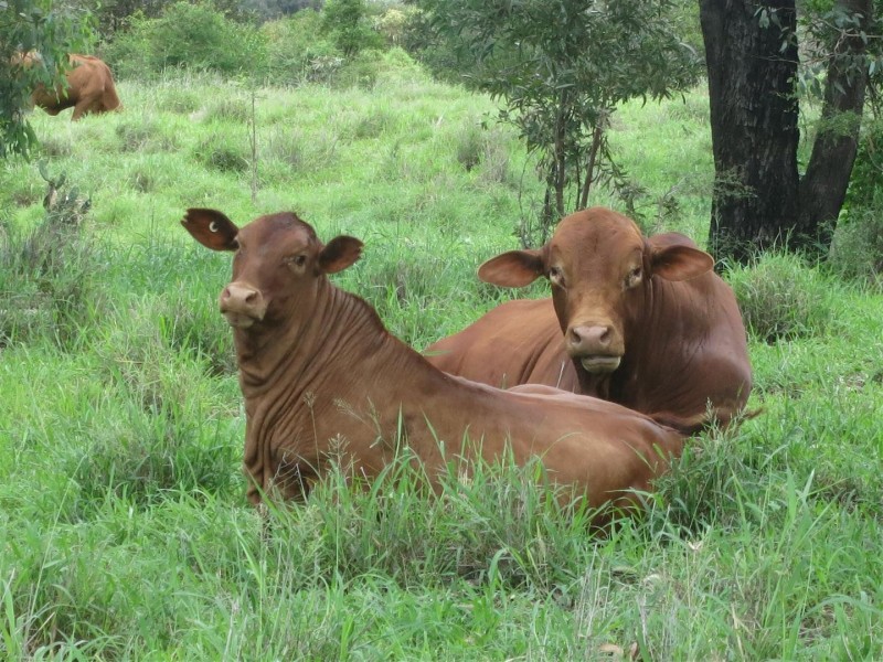 695 Old Coach Road, Marmor QLD 4702