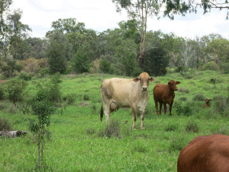 695 Old Coach Road, Marmor QLD 4702