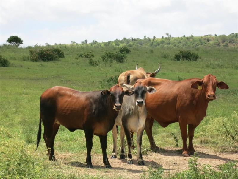 535 Fire Creek Road, Raglan QLD 4697