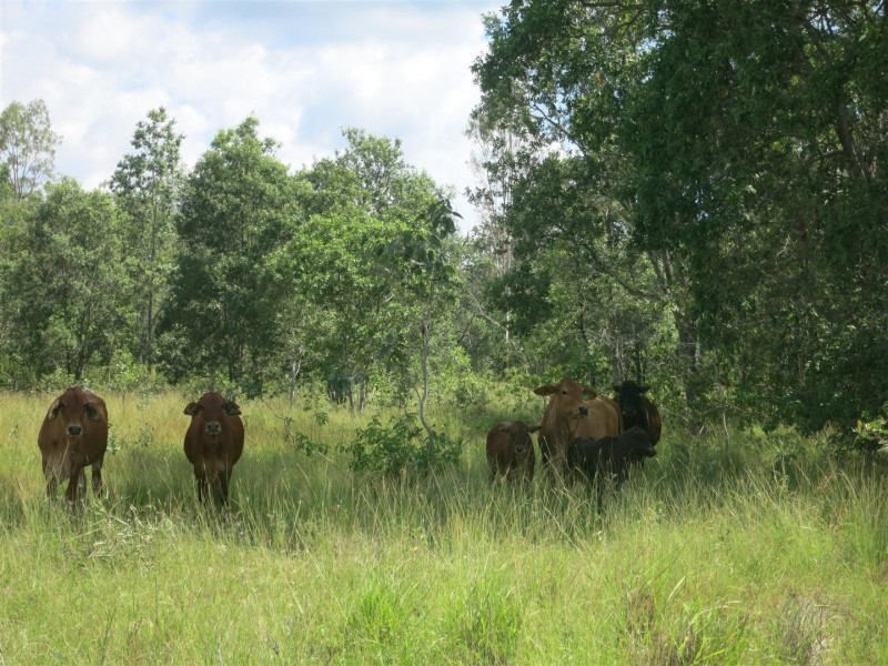 Lot 91 “Schneider Creek” Croydens Road, St Lawrence QLD 4707