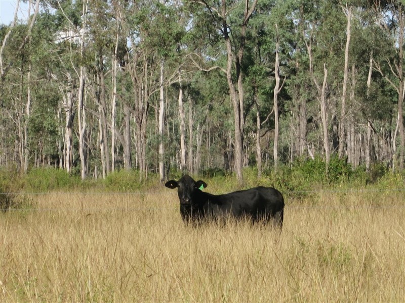 0 “Little Block” Nimmitabel Road, St Lawrence QLD 4707