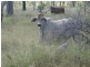 . Glenroy Road, Morinish QLD 4702