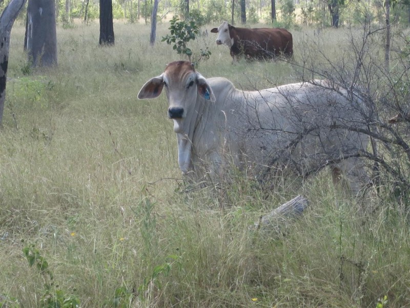 . Glenroy Road, Morinish QLD 4702
