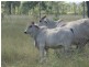 . Glenroy Road, Morinish QLD 4702