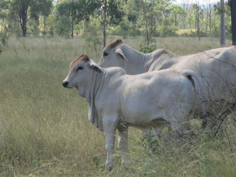 . Glenroy Road, Morinish QLD 4702