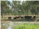 . Glenroy Road, Morinish QLD 4702