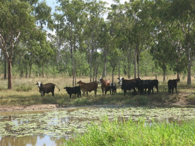 . Glenroy Road, Morinish QLD 4702