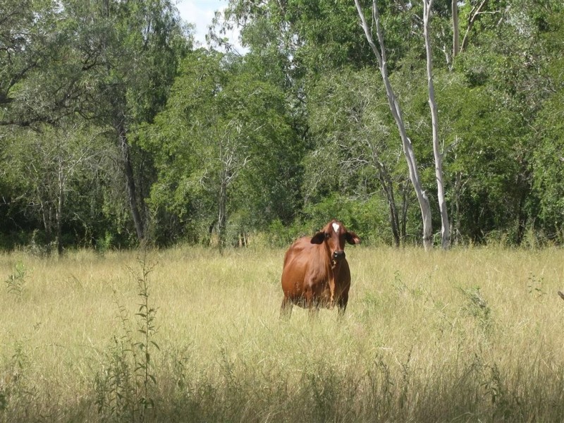 . Glenroy Road, Morinish QLD 4702