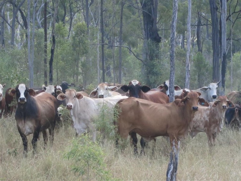 . Glenroy Road, Morinish QLD 4702