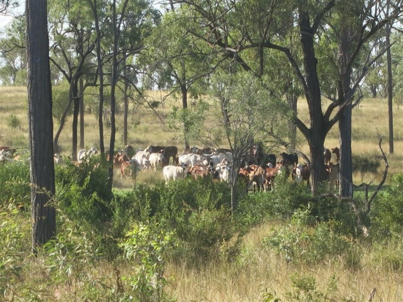 . Glenroy Road, Morinish QLD 4702