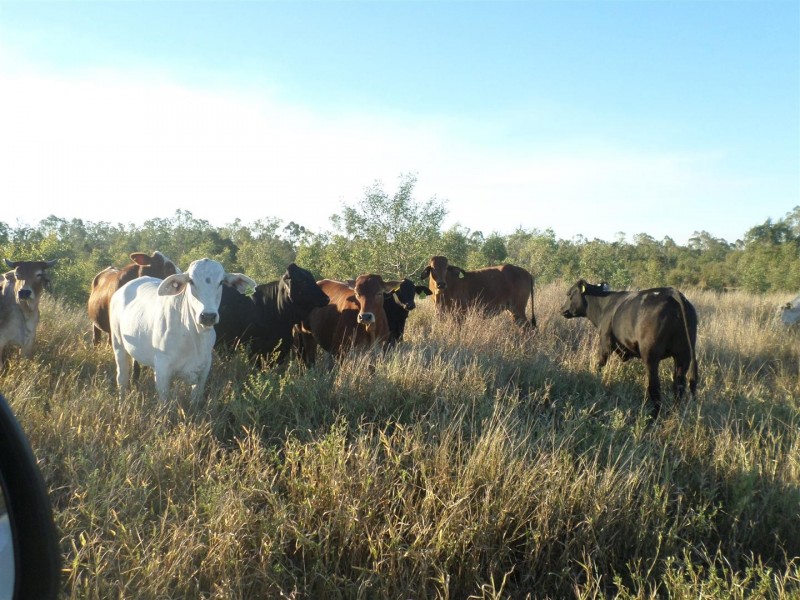 Lot 99 McKenzie Road, Alton Downs QLD 4702