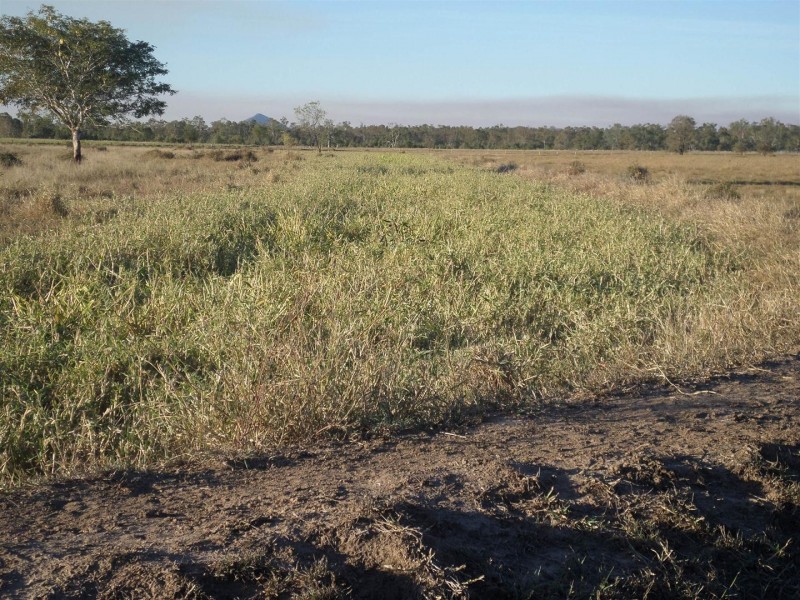 Lot 99 McKenzie Road, Alton Downs QLD 4702