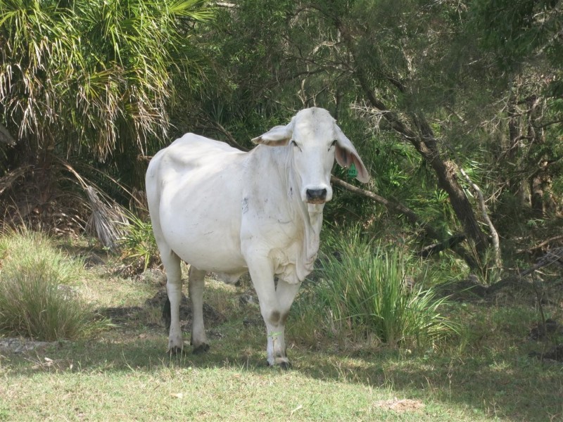 Lot 14 Atkinson Road, Kunwarara QLD 4702