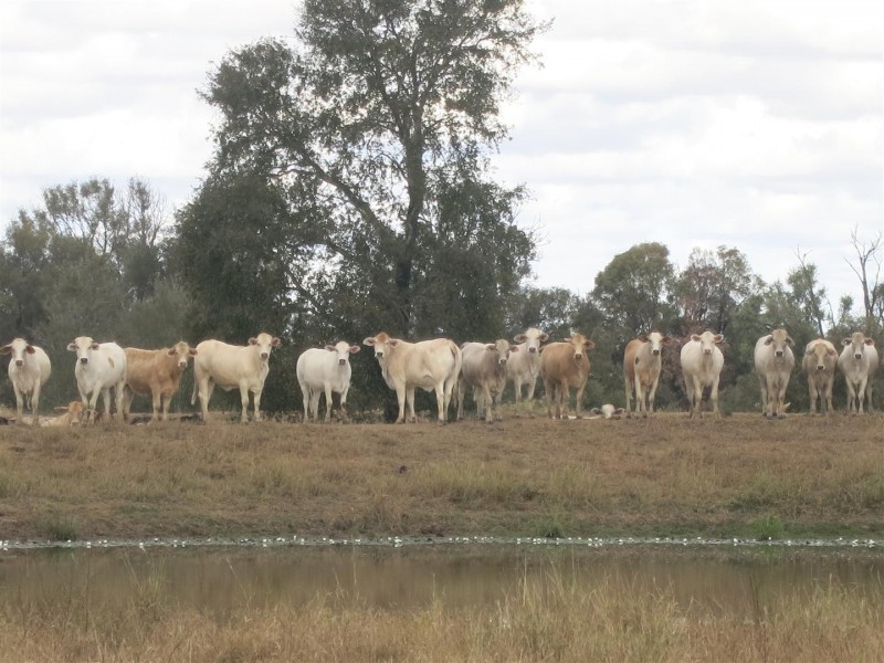 0 “Orana” Duaringa-Biloela Road, Gainsford QLD 4702