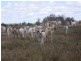 0 “Orana” Duaringa-Biloela Road, Gainsford QLD 4702