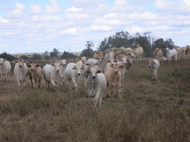 0 “Orana” Duaringa-Biloela Road, Gainsford QLD 4702