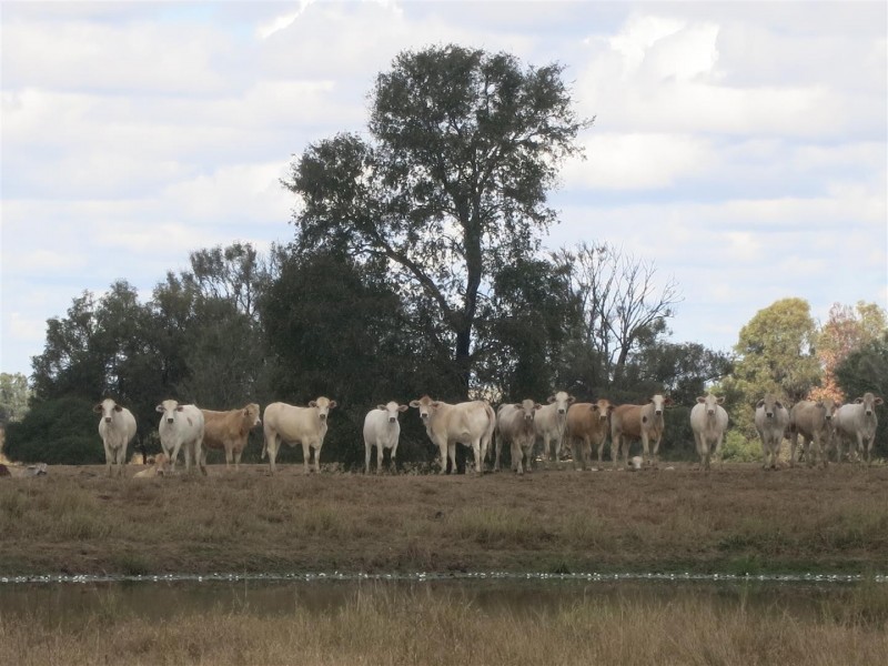 0 “Orana” Duaringa-Biloela Road, Gainsford QLD 4702